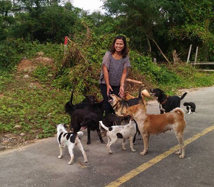 Perros callejeros