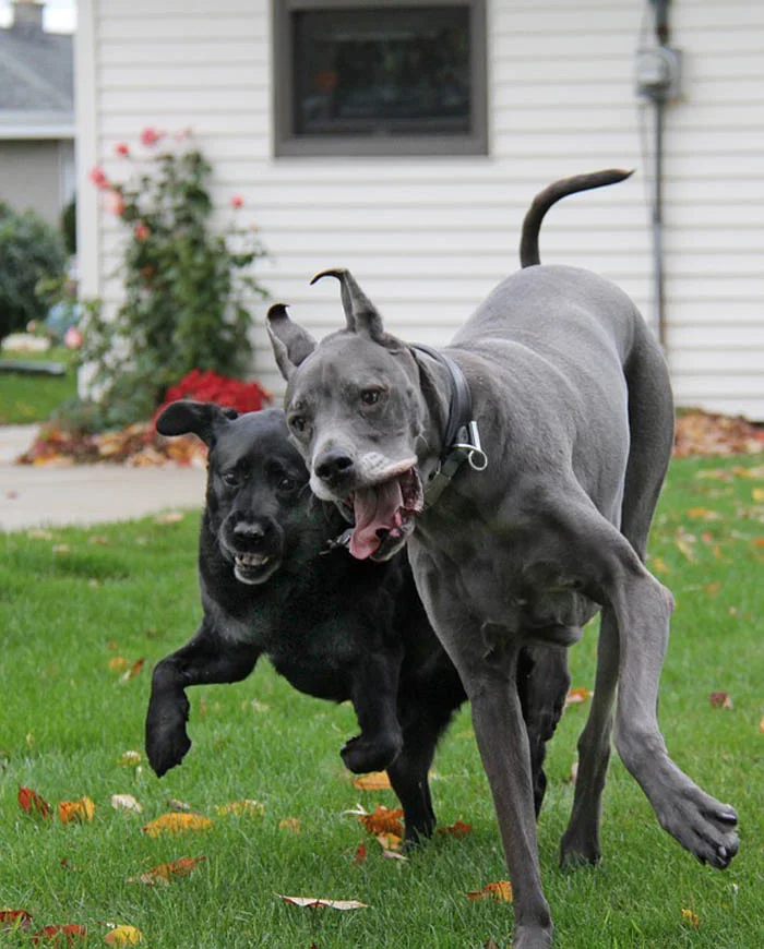 Perros de raza Gran Danés 