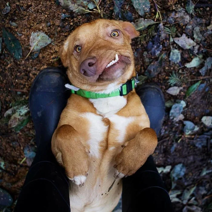 Picasso es un perro encantador