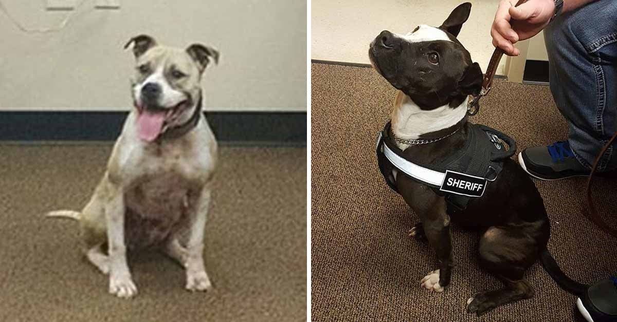 Policías están orgullosos de que sus perros K9 sean Pit Bulls rescatados