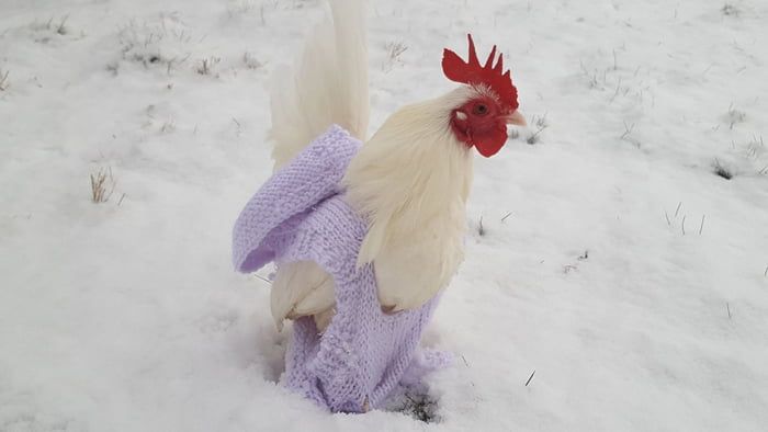 Pollo con su suéter