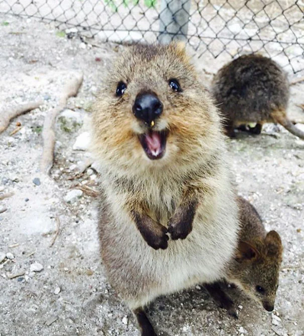Quokka amigable Quokka amigable