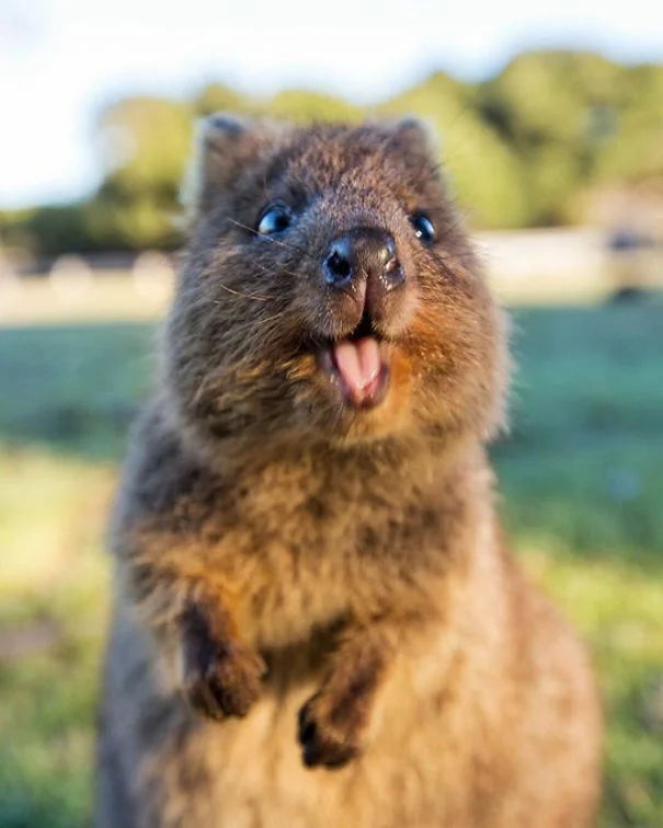 Quokka feliz Quokka feliz