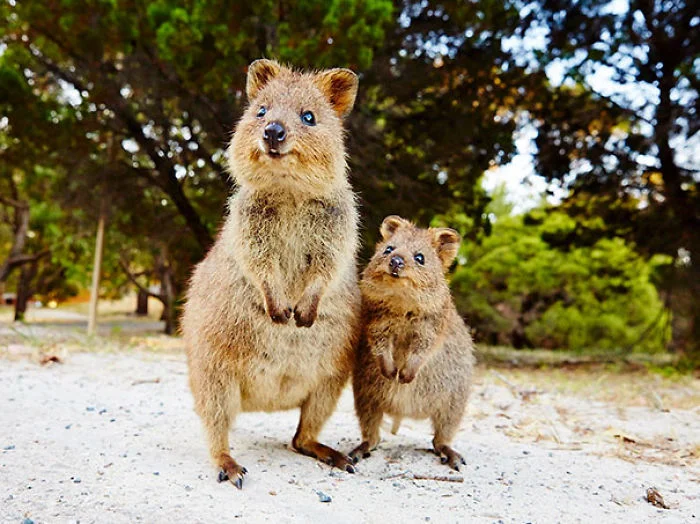 Quokka madre e hijo Quokka madre e hijo
