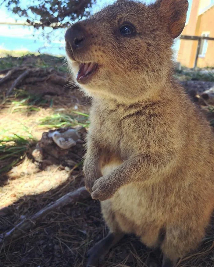 Quokkas animales felices Quokkas animales felices