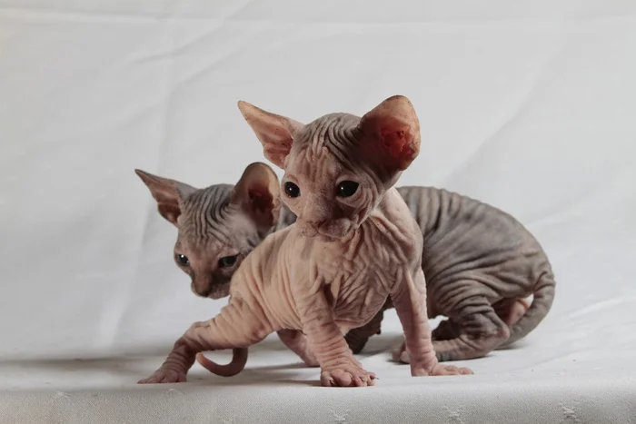 Gatos raza Sphynx
