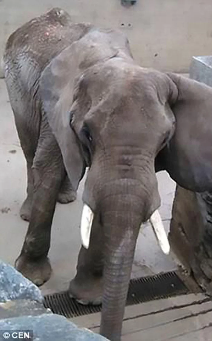 Ruperta Ruperta, la efelante que muere de hambre en Venezuela