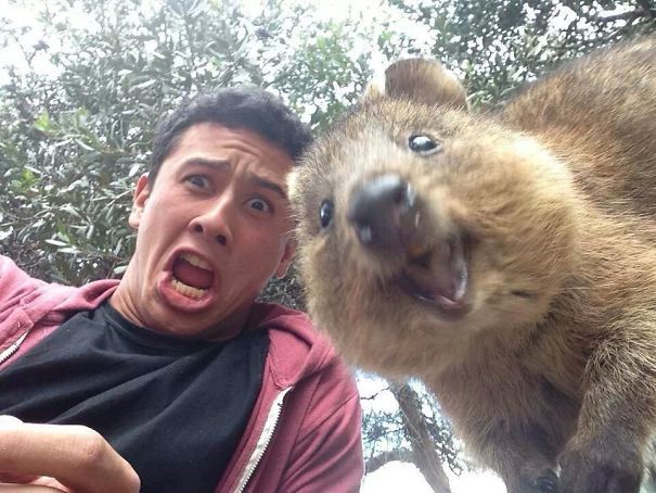 Selfie con un quokka
