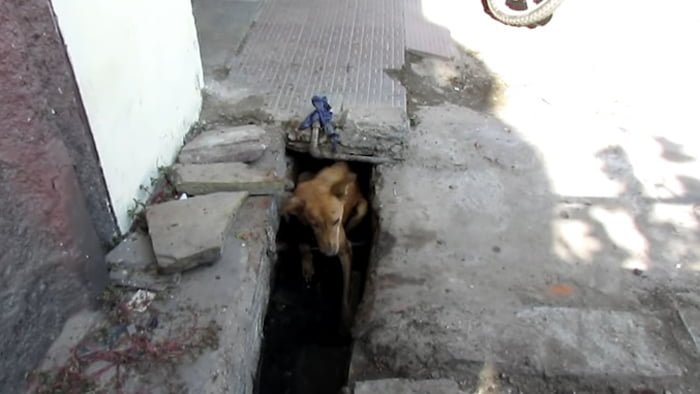 Shanty Shanty estaba atrapada en una alcantarilla