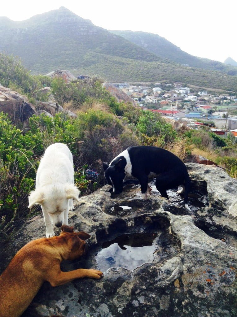 Shaygam Newman ayuda a animales sin hogar en Ciudad del Cabo