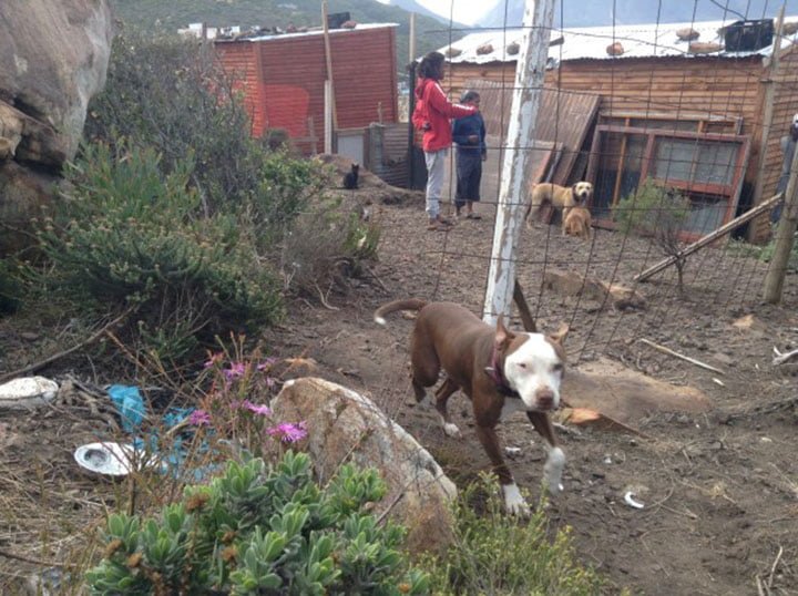 Shaygam ayuda a los animales sin hogar