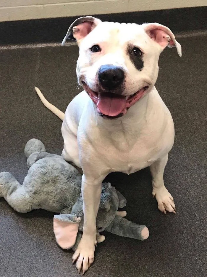 Smokey y su elefante de peluche