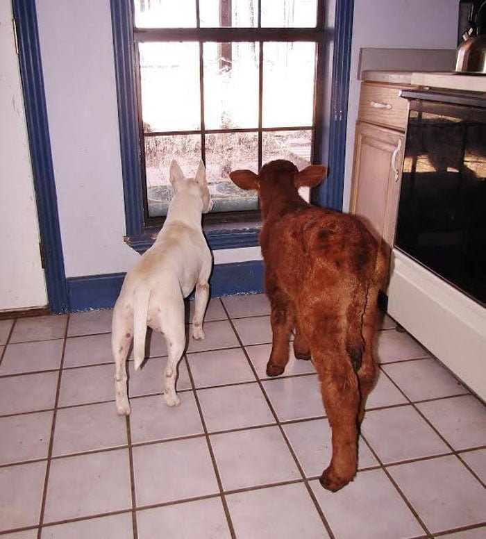 Spackle y Moonpie Spackle y Moonpie son grandes amigos