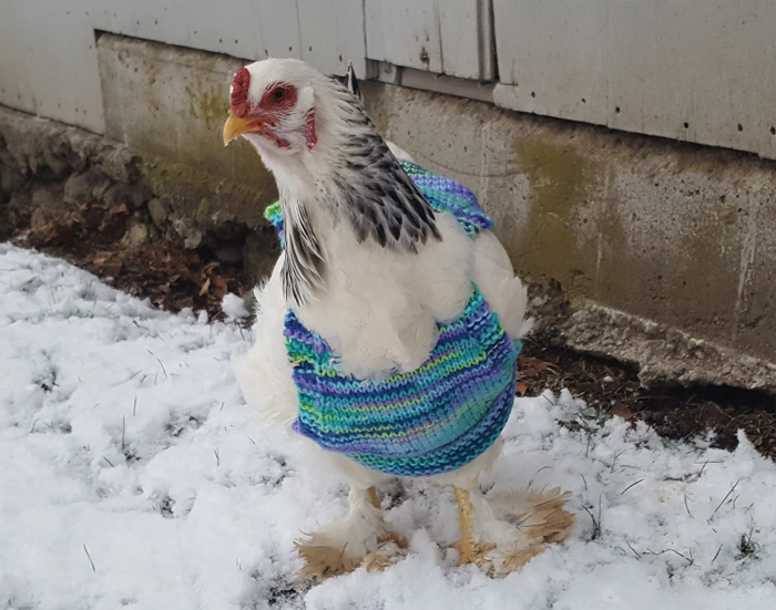 Suéter para pollo