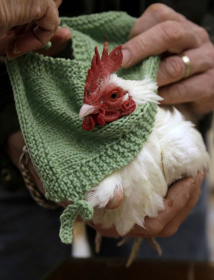 Suéteres para pollos