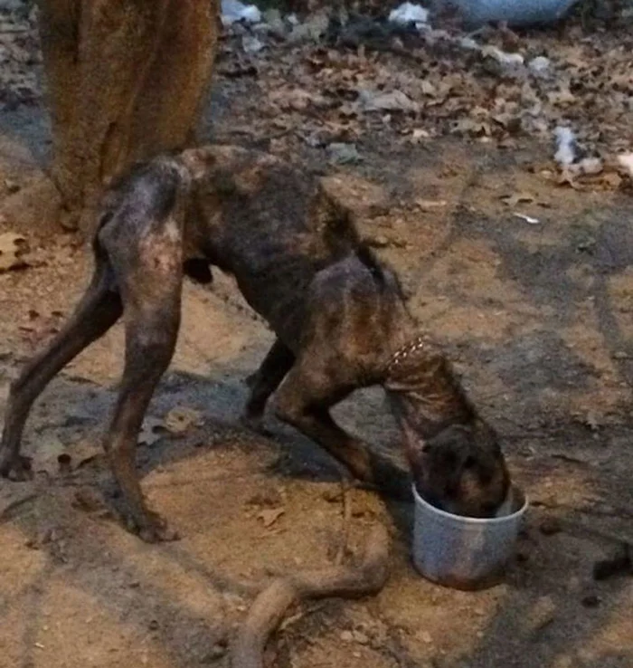 Tom estaba muy bajo de peso