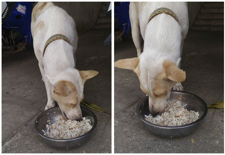 Tua Plu comiendo