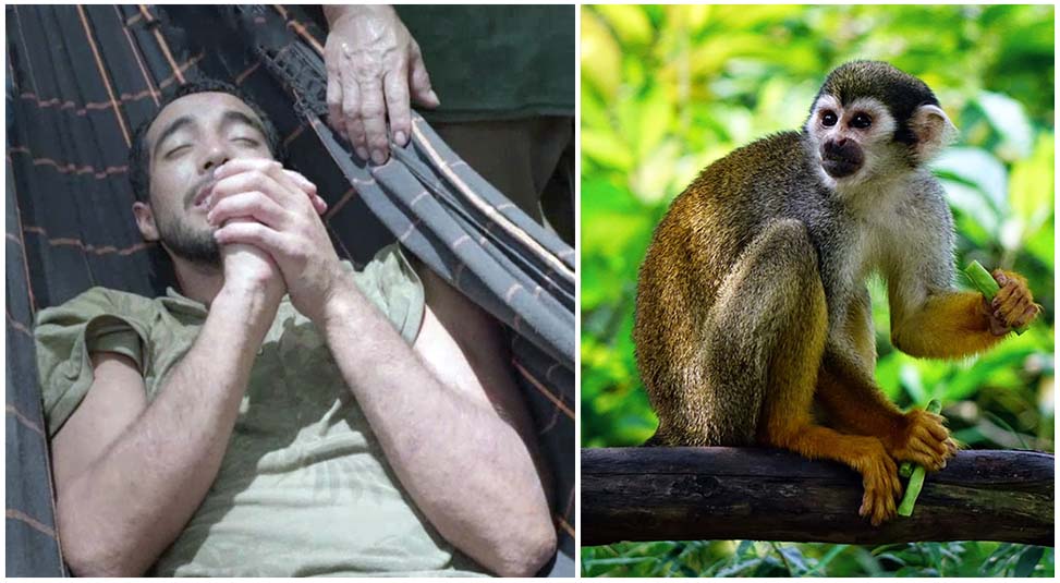 Turista chileno salvado por monos