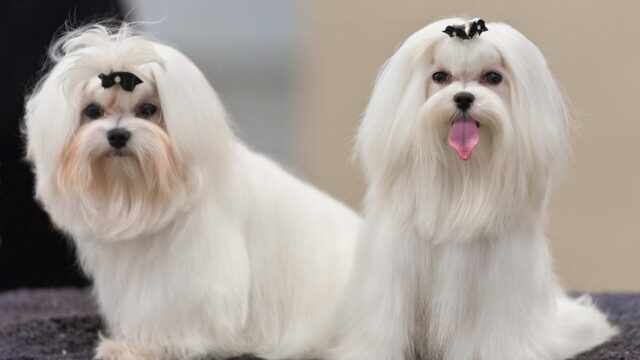 Dos bichones malteses blancos de pelo largo y liso, uno junto al otro