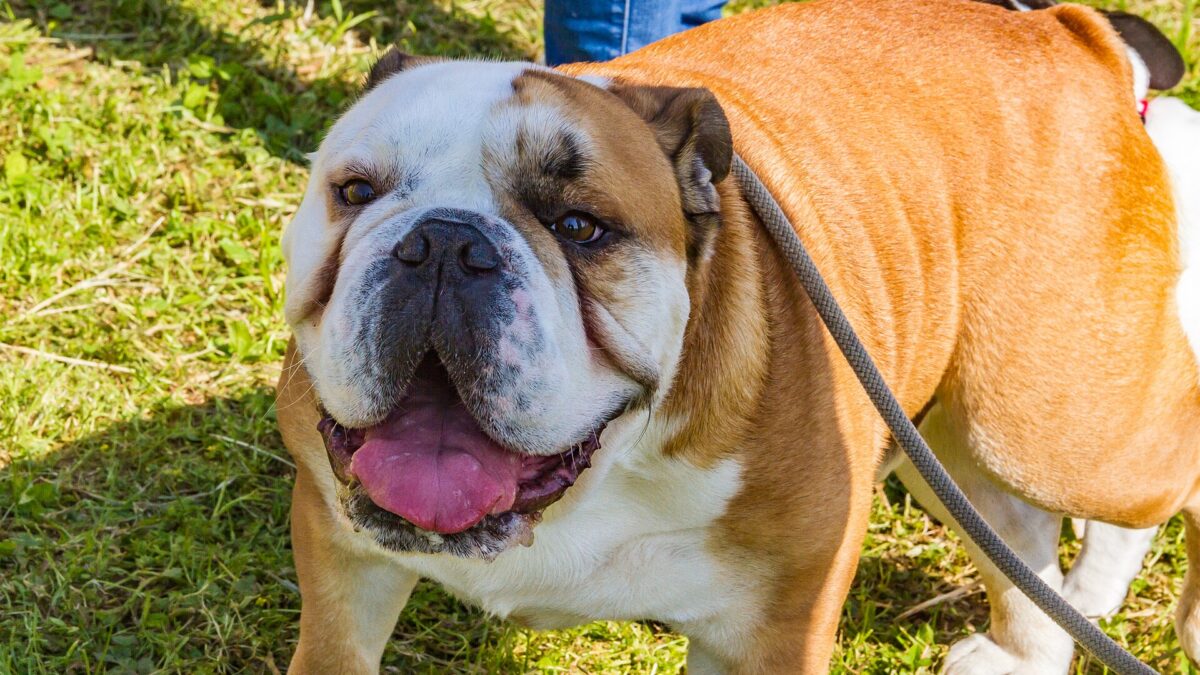 Bulldog inglés atigrado y blanco de pie sobre el pasto, con la lengua afuera