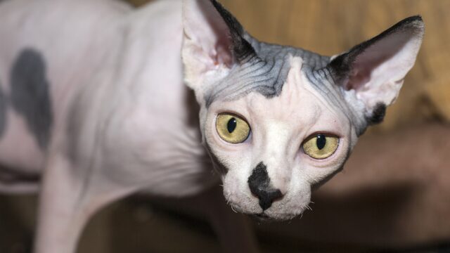 Gato sphynx sin pelo de orejas grandes y ojos amarillos