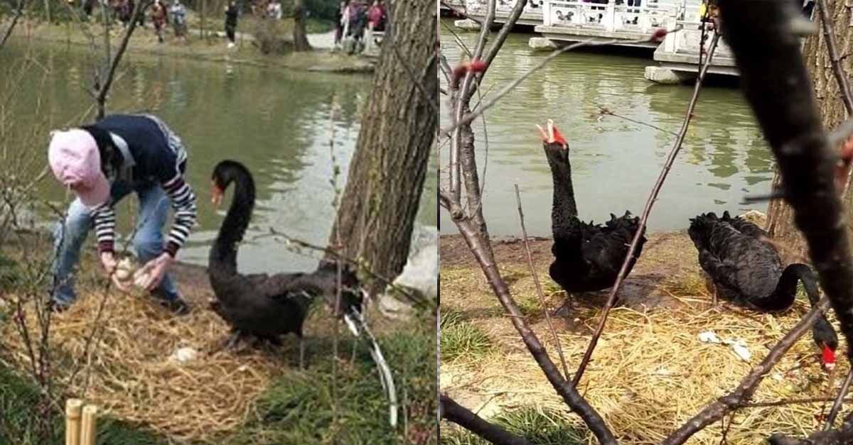 Un hombre intentó hurtar cuatro huevos de dos cisnes negros en China