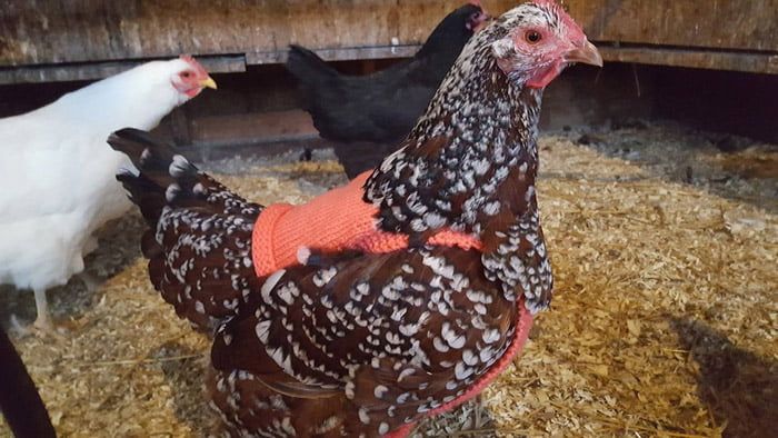 Mujeres generosas, tejen suéteres para pollos