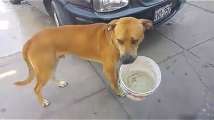 perro llevando agua