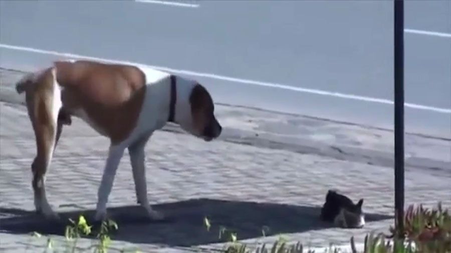 pitbull ayuda a un gato herido