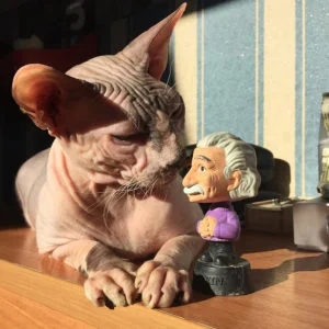 raza felina Sphynx