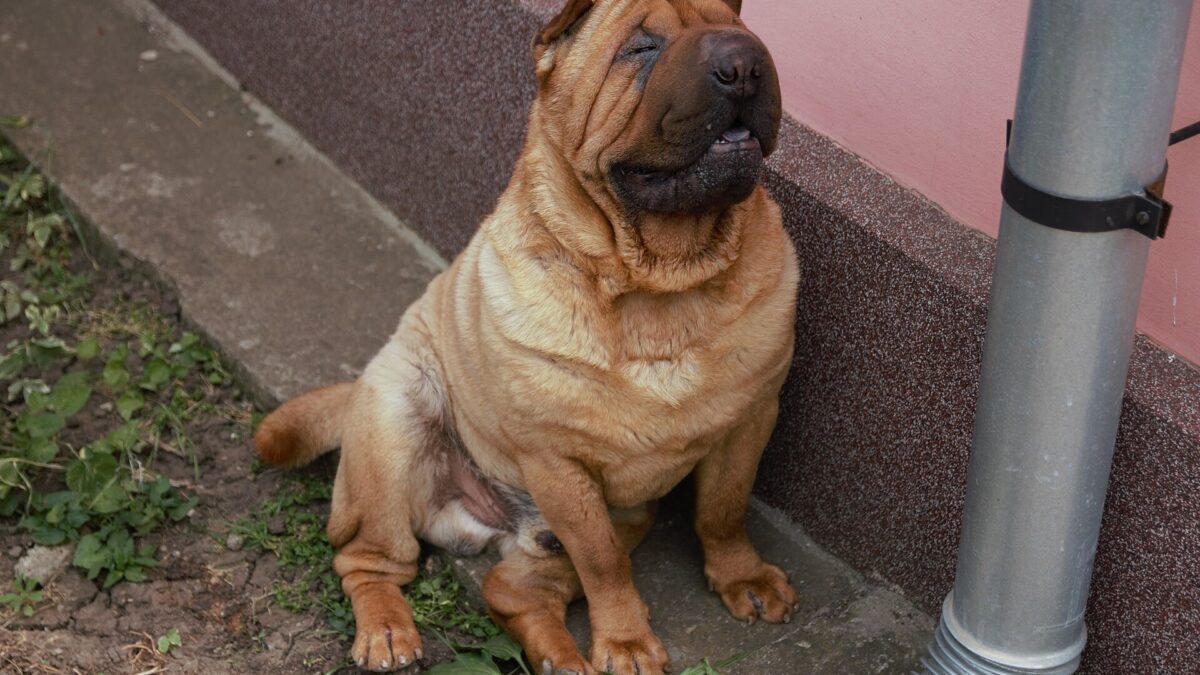Shar pei: historia, tamaño, cuánto vive y cuidados 1 Shar pei leonado lleno de arrugas, sentado junto a una pared