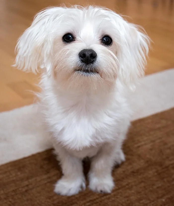 Bichón Maltés