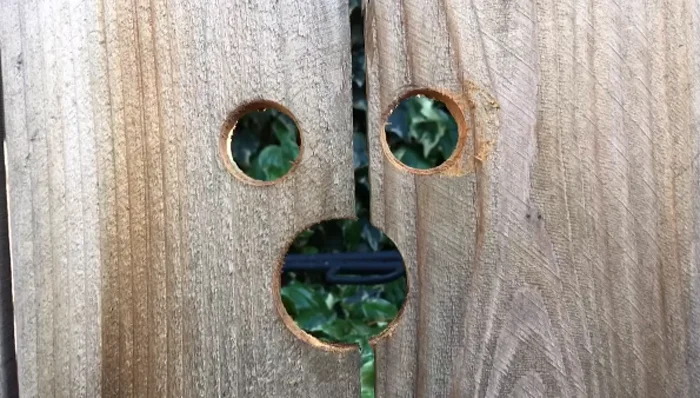 Agujeros en la valla por donde la adorable Penny saluda a su vecina