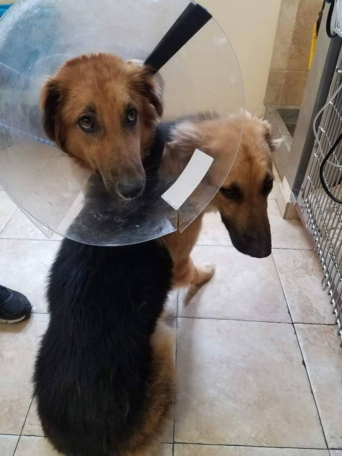 Apolo y Adonis Ambos sufren del gusano de corazón