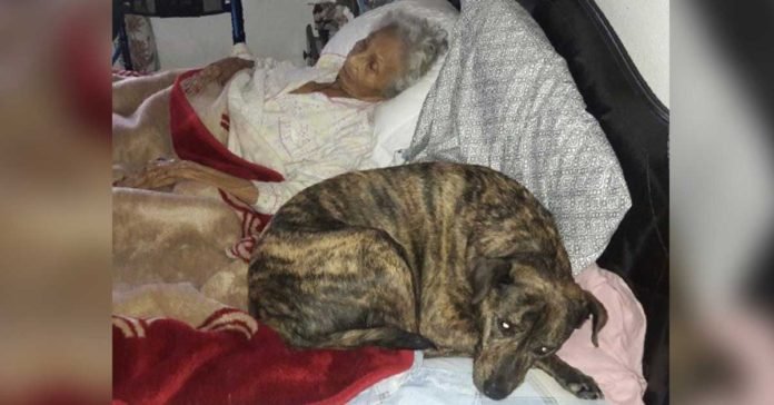 Anciana con cáncer terminal desea encontrar un hogar para sus perros