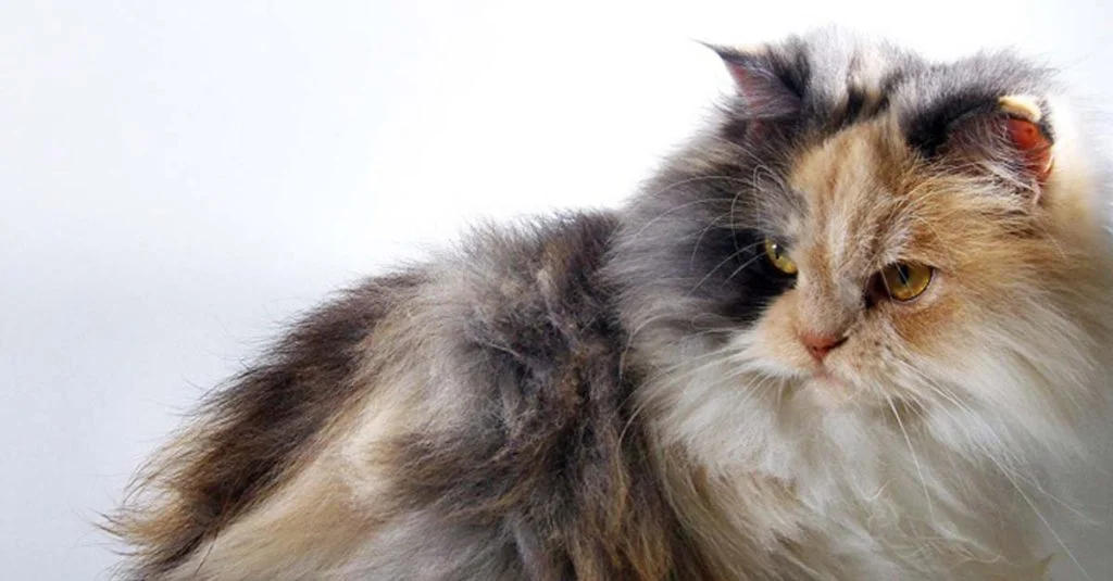 gato angora