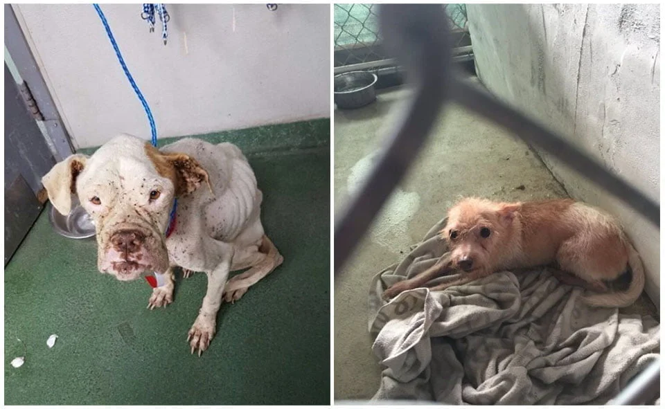 Animales en refugio Animales en refugio