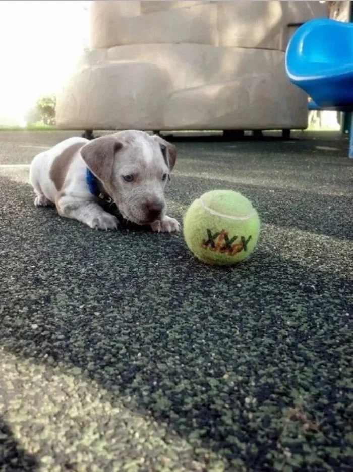Apolo cuando era cachorro Apolo cuando era cachorro
