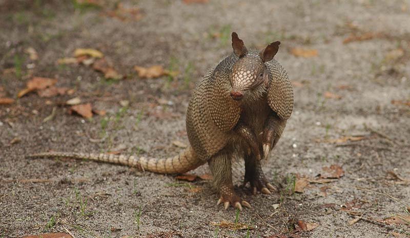 Armadillo en la naturaleza