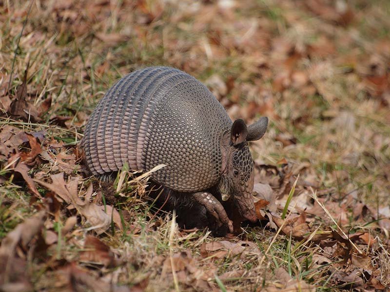 Armadillo Armadillo
