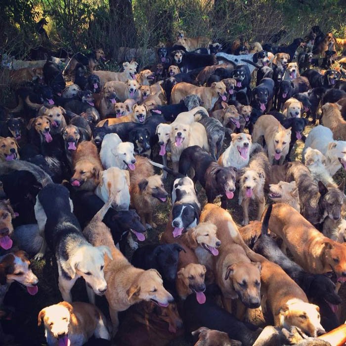Territorio de Zaguates Battle se sabe el nombre de cada uno de ellos