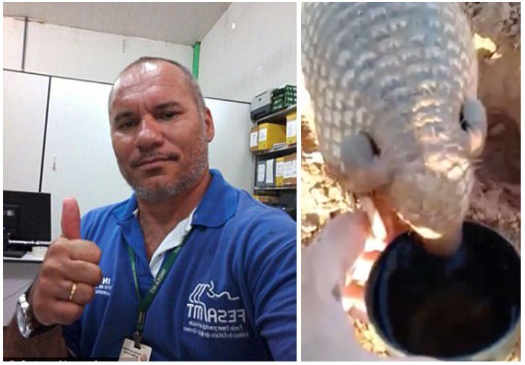 Bebé armadillo tenía sed