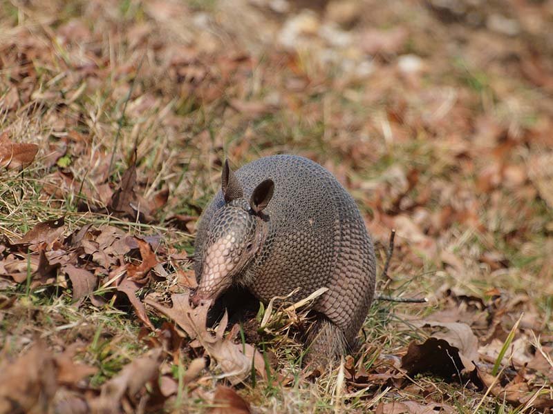 Bebé armadillo Bebé armadillo