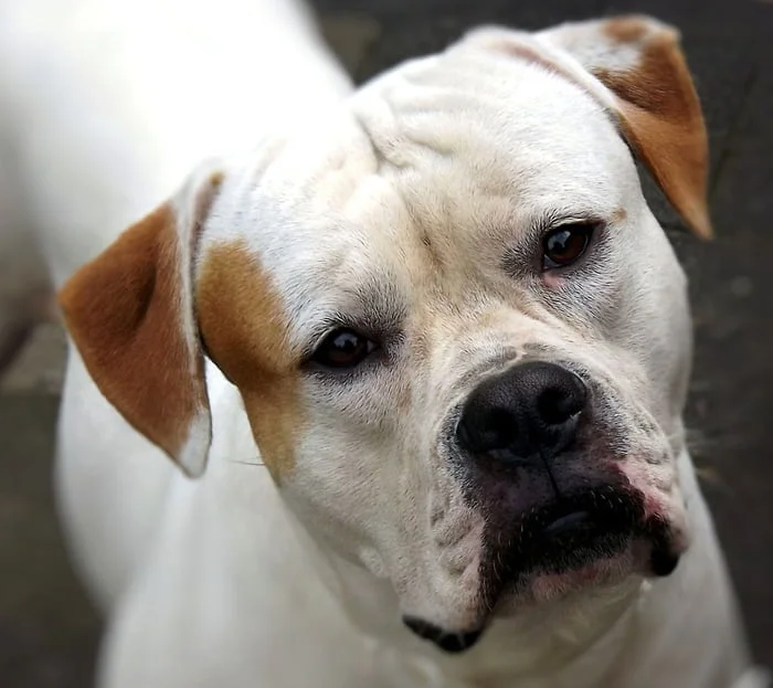 Perro bulldog americano