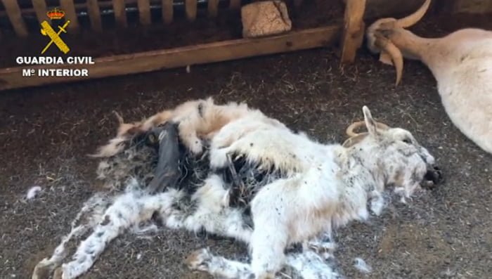 Cabra Cabra murió de hambre