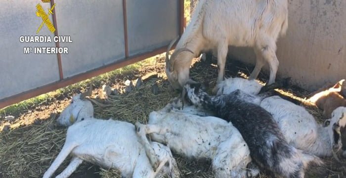 Cabras Cabras