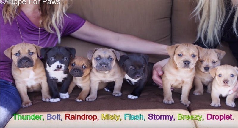 Cachorros