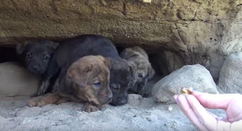 Cachorros rescatados Cachorros rescatados