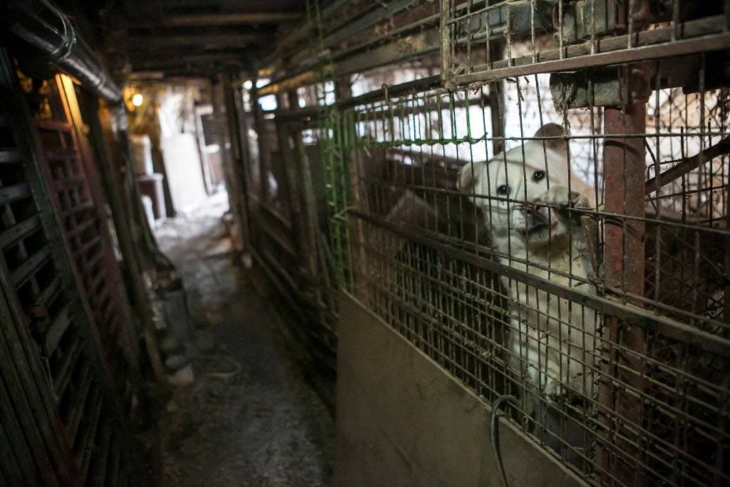 Corea prohibirá el consumo de carne de perro y gato