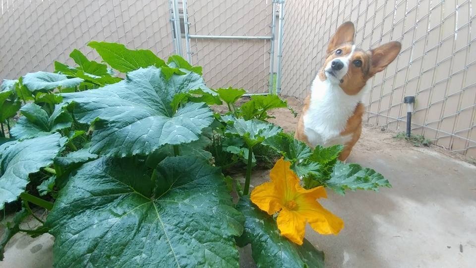Corgi está orgulllosa del jardín que plantó